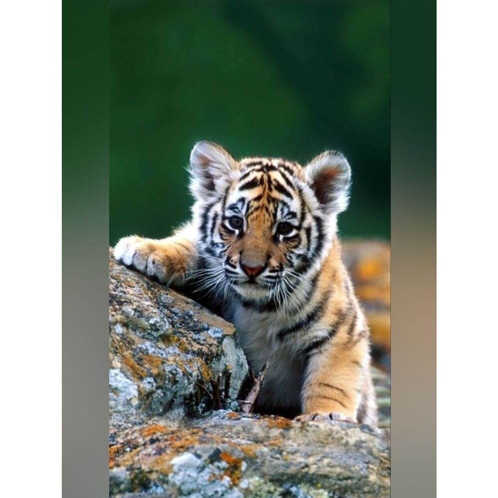 Custom Fridge Magnet Tiger Cub Home Kitchen Decor